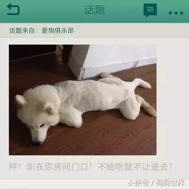 孕妇几个月就可以养宠物狗狗了,孕期如何健康的养狗