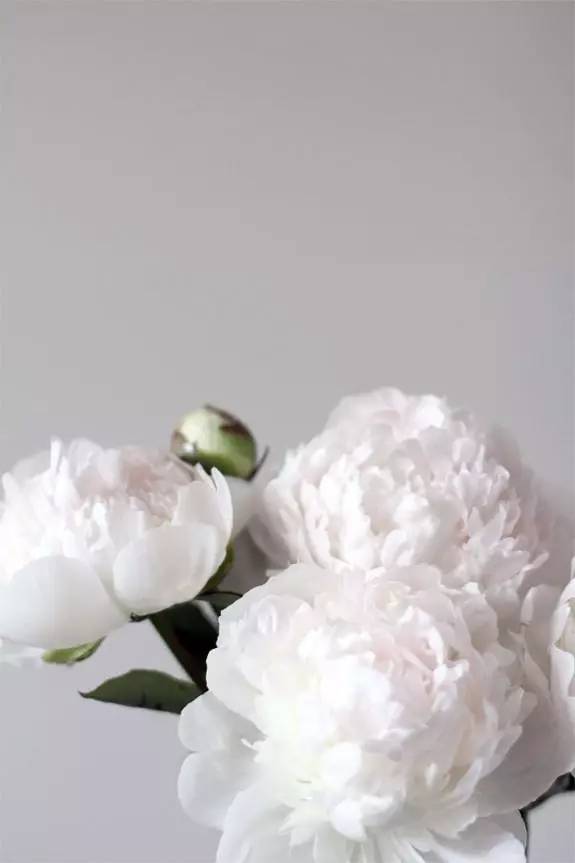 除了康乃馨还可以送母亲什么花,母亲节适合送妈妈的花康乃馨