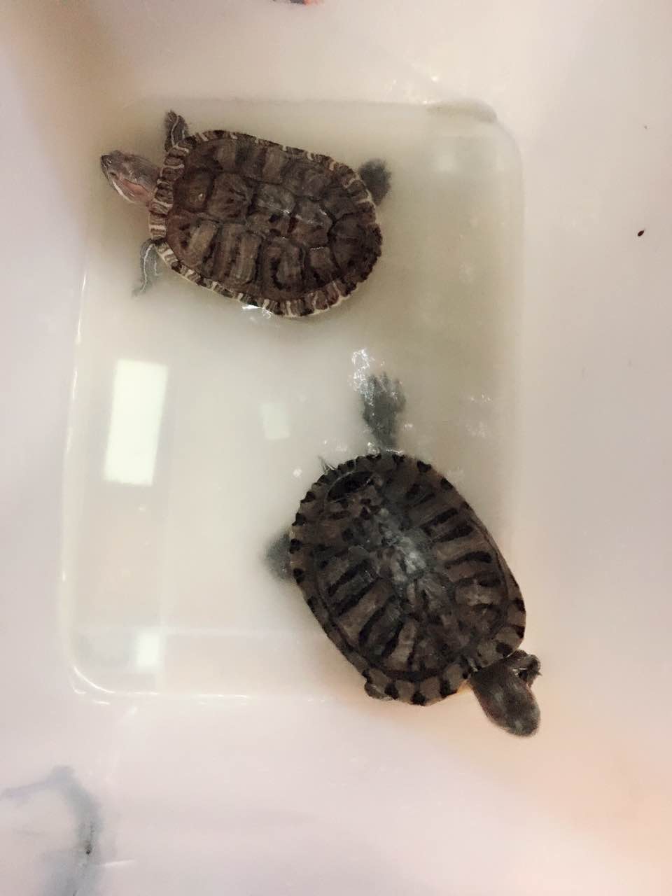 怎么样养乌龟蛋,怎么样养乌龟能使乌龟壳好看