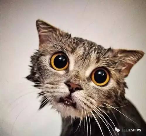 猫咪洗澡科普,暴躁猫咪洗澡