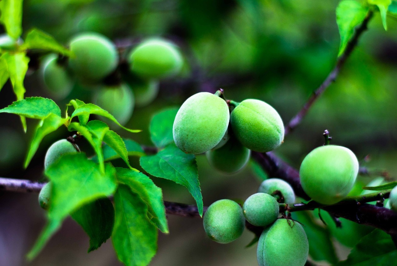犹忆青梅初熟时诗句,诗词鉴赏临安春雨初霁
