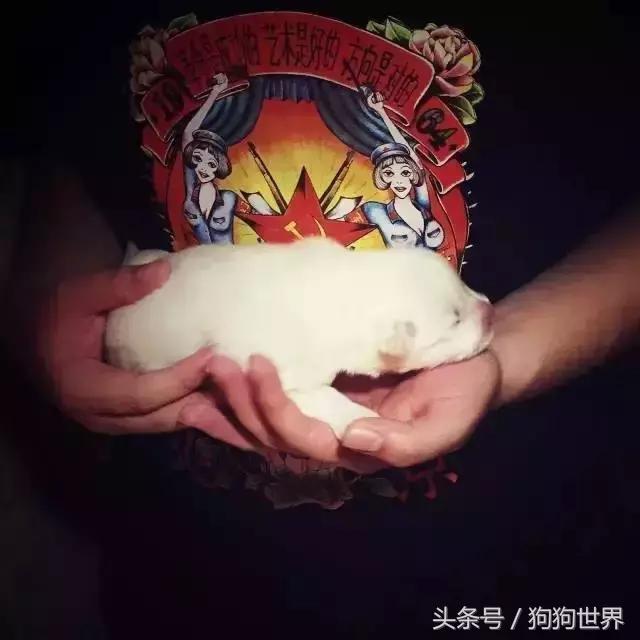 孕妇几个月就可以养宠物狗狗了,孕期如何健康的养狗