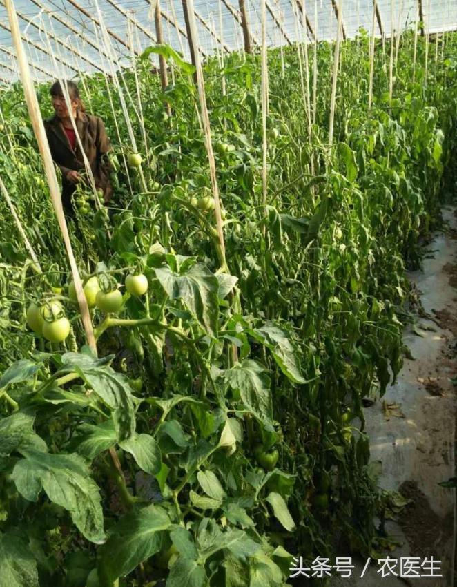 青菜软腐病用什么药,青菜软腐病防治方法