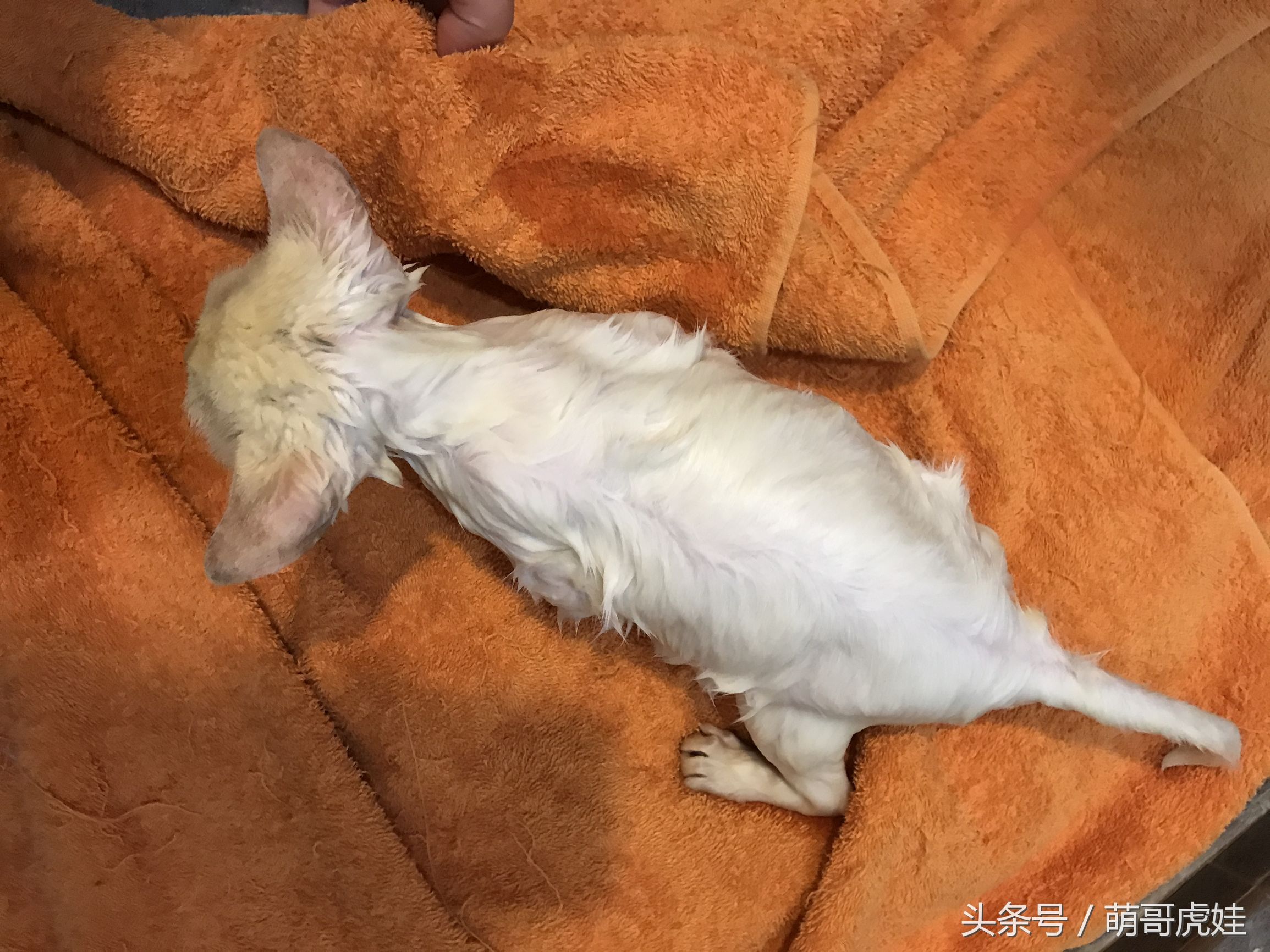 小猫胖胖的不爱动,小猫很胖但是脸却不圆