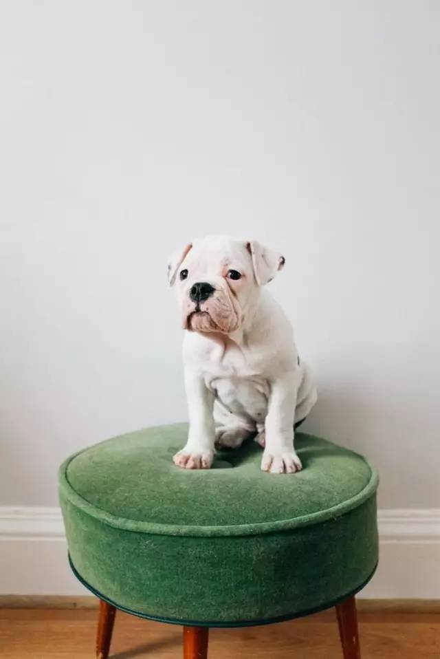 办狗证疑问在线解答,福州狗证办理多长时间能拿到狗证