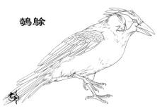 中国古代怪鸟,古代有什么奇特的鸟