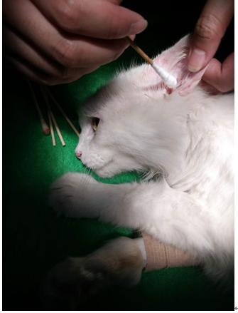 猫耳血肿手术后又肿了,猫耳血肿能自己消除吗