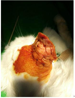 猫耳血肿手术后又肿了,猫耳血肿能自己消除吗