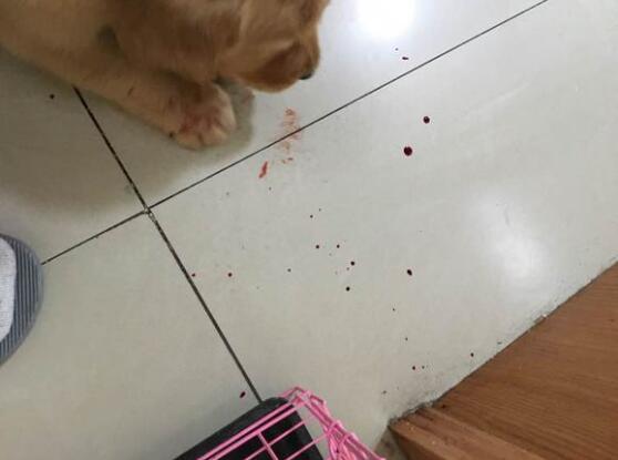 给仓鼠换了木屑就啃笼子,给仓鼠换垫料不小心惊吓到了