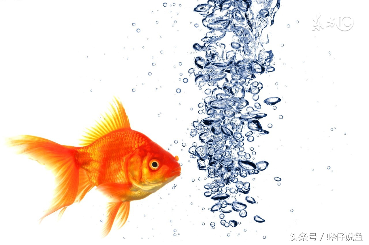 哗仔独家养水秘籍,哗仔独家开缸养水秘籍