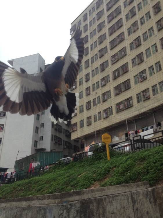 天下一场梦八哥视频,天下一场梦八哥品种