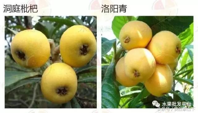 水果分类分为哪几类,超市水果分类表一览表