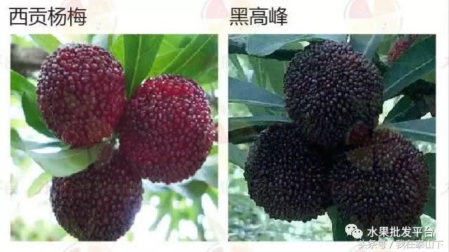 水果分类分为哪几类,超市水果分类表一览表