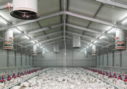 气囊炎发病原因,小鸡气囊炎发病原因