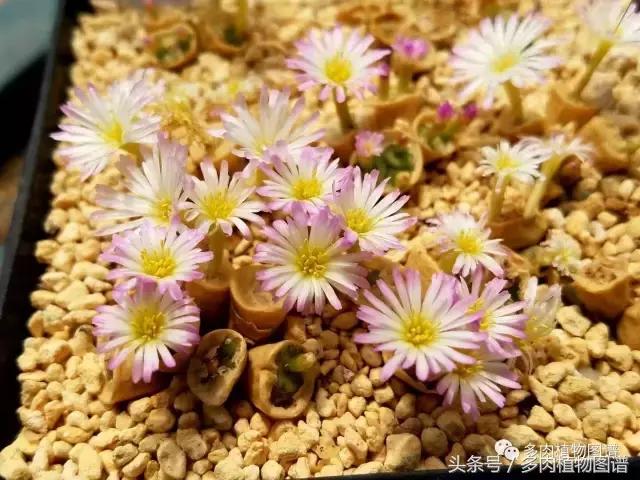 肉锥蜕皮要关注什么,蜕皮期的肉锥怎么服盆