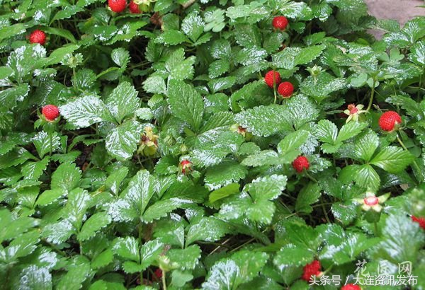 金普新区消费季,金普新区草莓节在哪里