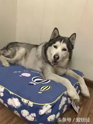 狗狗水床,爱妖经