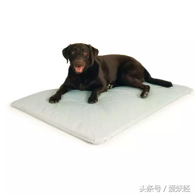 狗狗水床,爱妖经