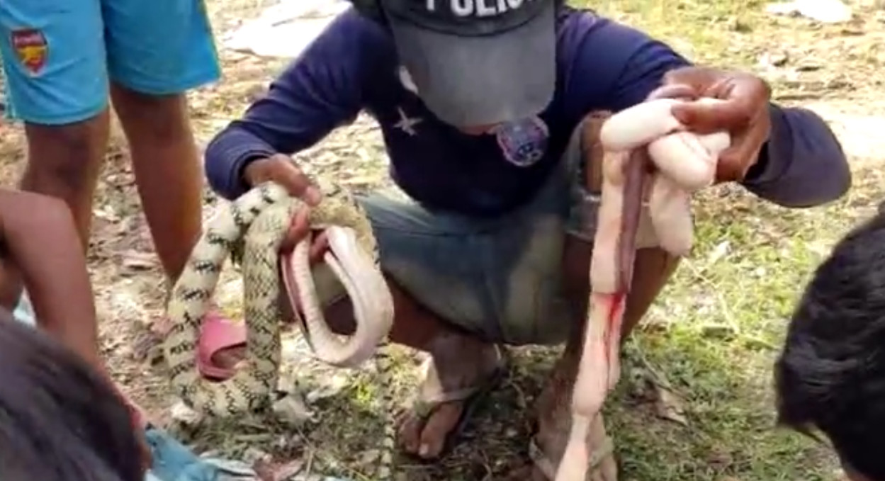 大蛇喂小孩吃蛇,小孩吃了一条蛇变成蛇了