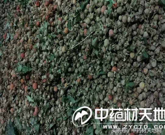 覆盆子涨价原因 (近日覆盆子价格)