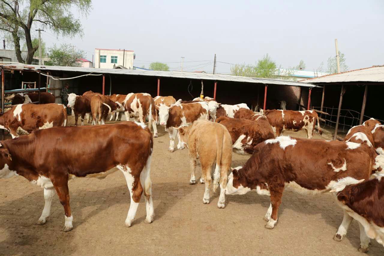 猪口蹄疫的正确治疗方法,羊口蹄疫的病症图片