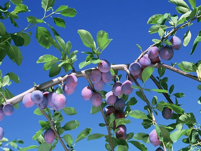 犹忆青梅初熟时诗句,诗词鉴赏临安春雨初霁