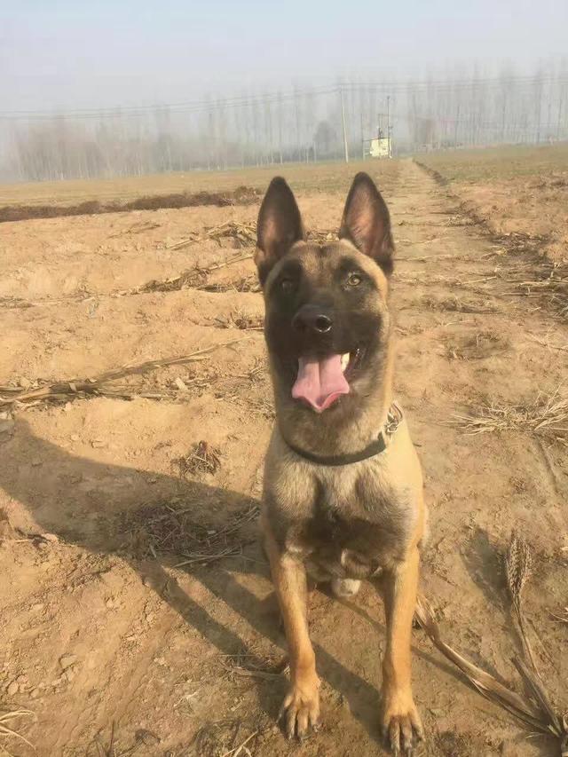 什么样的马犬才是军犬,大耳朵马犬和小耳朵马犬啥血统