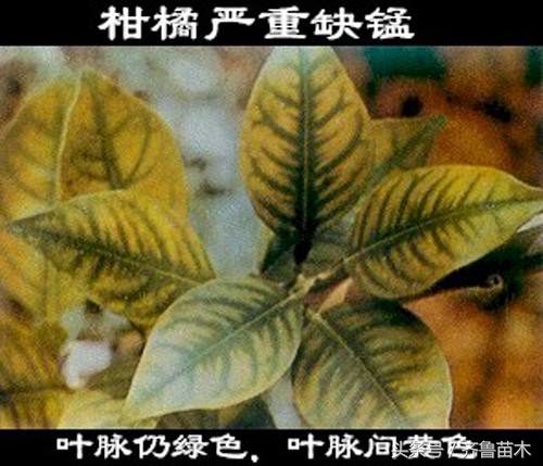 果树缺铁叶子发黄怎么补救,瓜果黄叶死叶怎么办