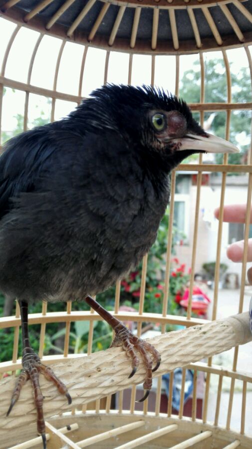 宠物八哥基础知识,八哥预防各种疾病