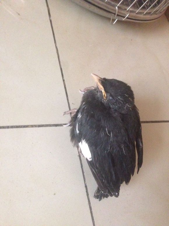 宠物八哥基础知识,八哥预防各种疾病