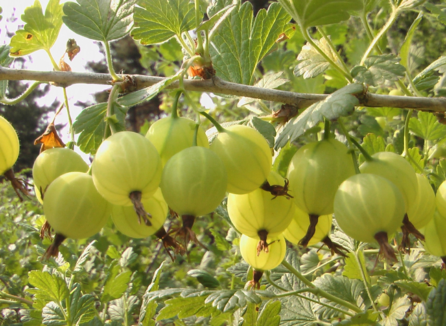 看一下那些你没有吃过的奇葩水果,哪十大奇葩水果吃了很富有