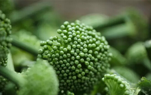 吃了三七感觉不舒服,吃了三七对肝不好