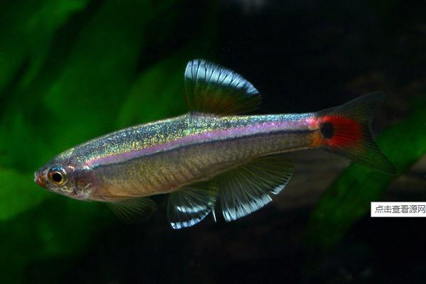 灯鱼适合的造景,灯鱼最简单的造景