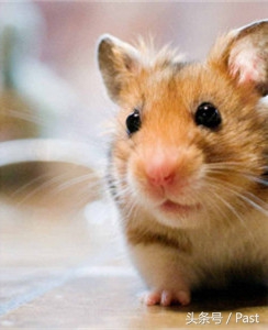 仓鼠求偶的正确方法,萌宠推推