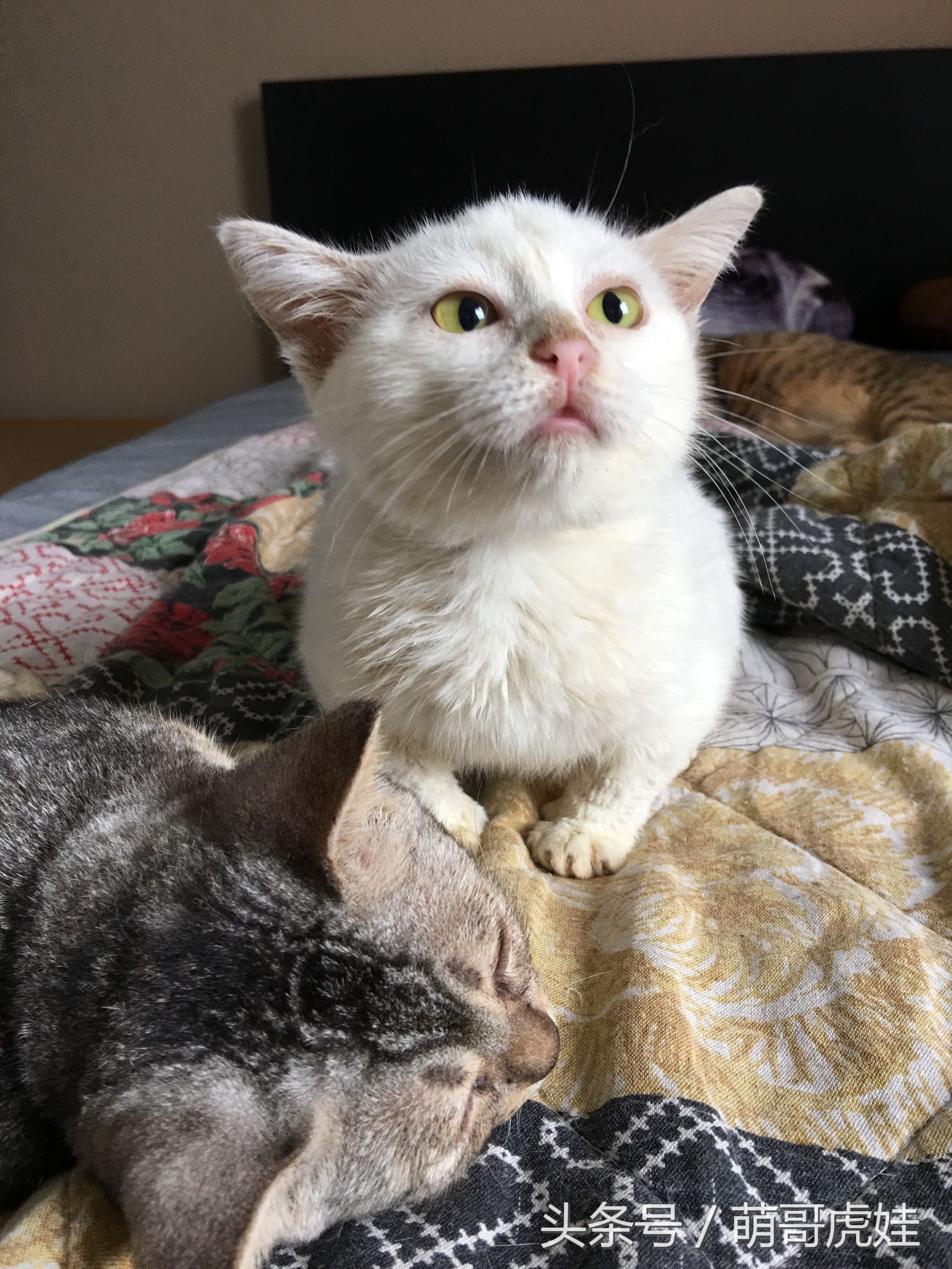 小猫胖胖的不爱动,小猫很胖但是脸却不圆