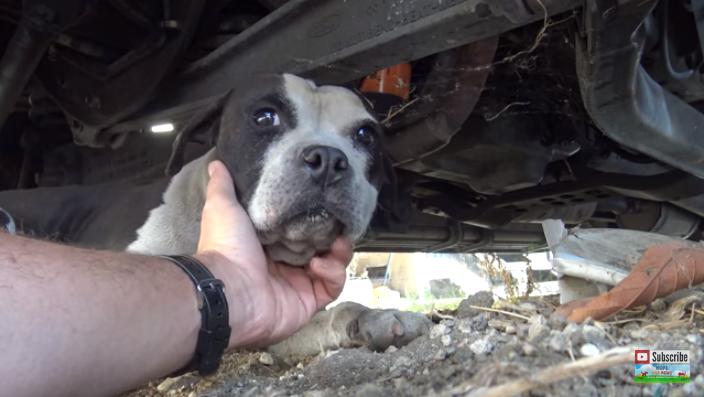 比特犬伤口自愈能力,比特犬浑身是血