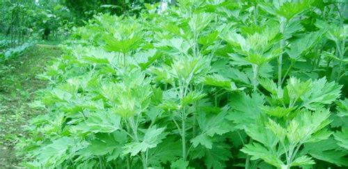 艾叶泡水喝有什么作用和功效,艾叶泡水喝有什么功效和作用