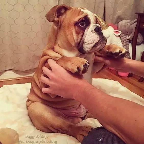 英国斗牛犬的饲养方法,英国斗牛犬的特点和性格特征