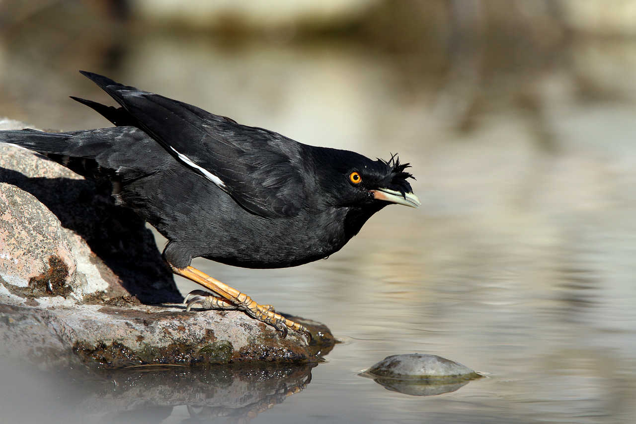 宠物八哥鸟视频,宠物八哥知识大全