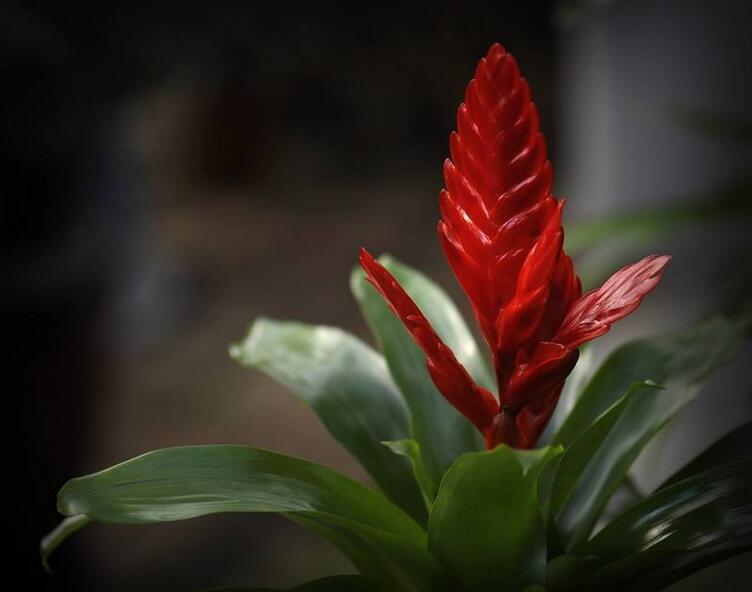 正确养鸿运当头的方法,鸿运当头凤梨花怎么养