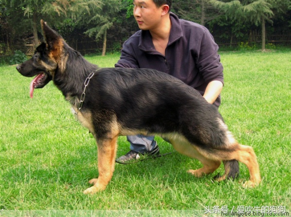 怎么看狗狗缺钙不缺钙,幼犬怎么补钙最快最好
