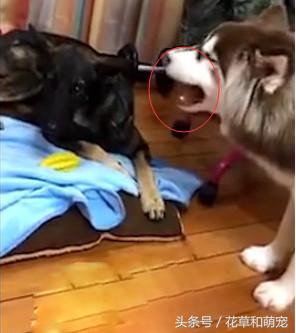 阿拉斯加犬非要给狼狗唱歌，狼狗一龇牙阿拉瞬间就老实了