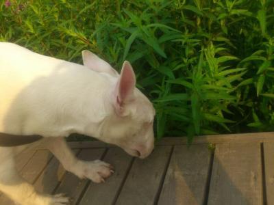 纠正狗狗乱捡东西视频,狗狗坏习惯纠正从哪一步开始