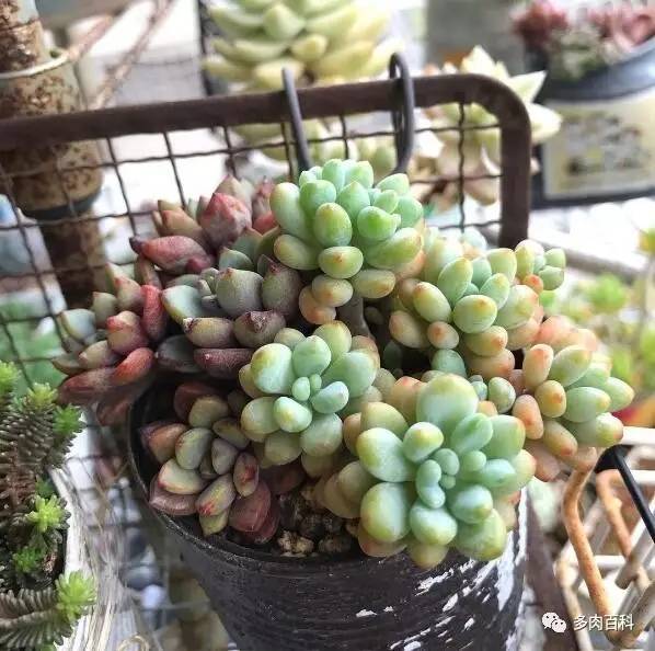 多肉植物变黄怎么办,多肉植物变绿怎么办
