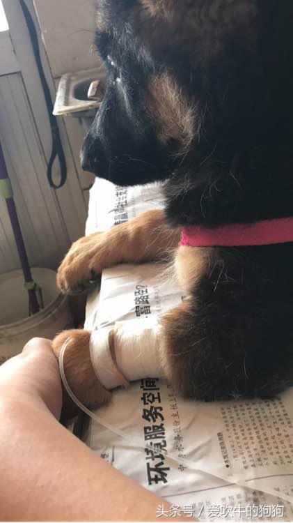 细小治愈过程,治疗细小的过程为什么那么痛苦