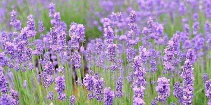 国内薰衣草旅游景点排名前十名,看国内薰衣草去哪里最美