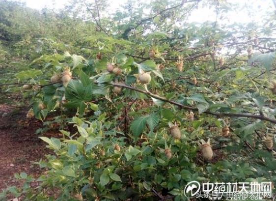 覆盆子涨价原因 (近日覆盆子价格)