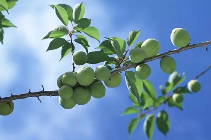 犹忆青梅初熟时诗句,诗词鉴赏临安春雨初霁