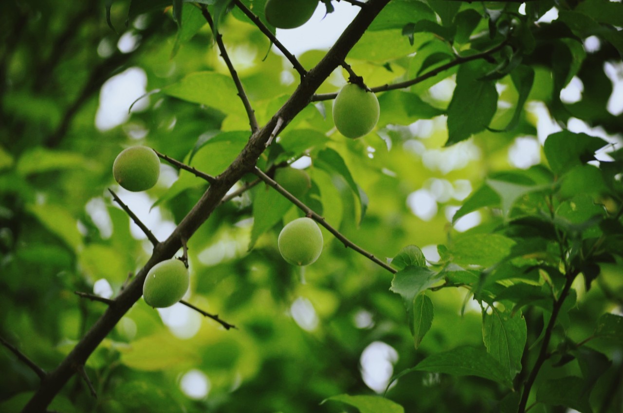 犹忆青梅初熟时诗句,诗词鉴赏临安春雨初霁