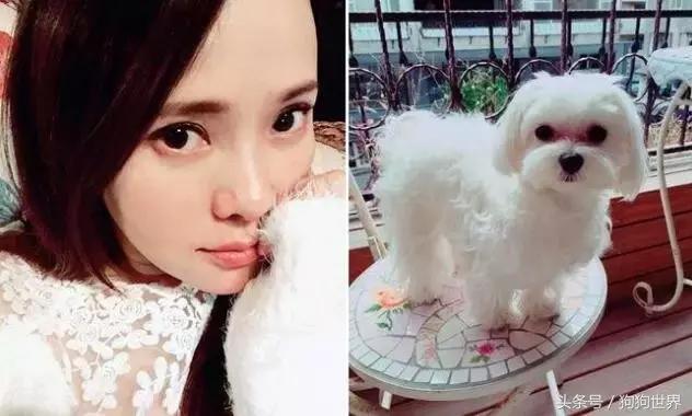 孕妇几个月就可以养宠物狗狗了,孕期如何健康的养狗